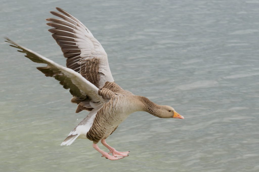 A goose flying over the water