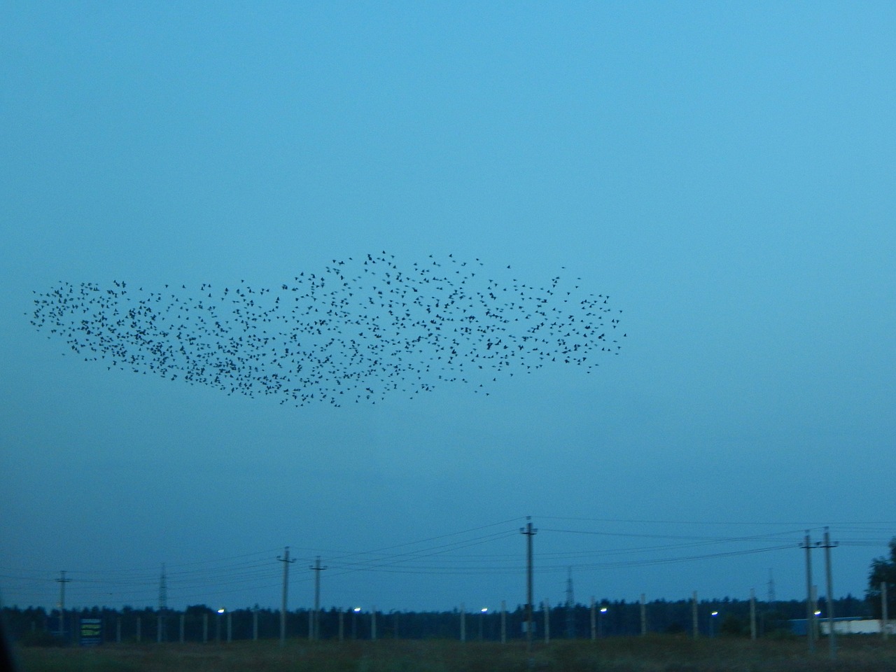 Flock of Birds Over Field