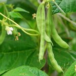 green bean pods on vine