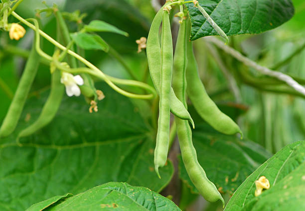 green bean pods on vine