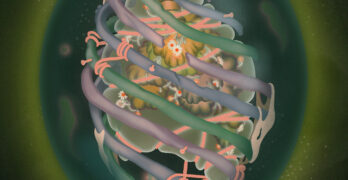 The form of a heart, but ringed in streamers of green and lavender, with flowers growing inside and bound with pink string, encased in a green balloon and surrounded by a mossy universe.
