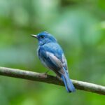 Photo of a blue bird on a branch, with a green background.