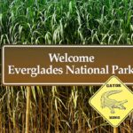 A sign that says "Welcome to the Everglades" and "Gator Xing" against tall grass.