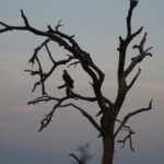 Silhouette of an eagle in a tree against a blue sky.