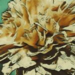 sketch of wet yellow carnation