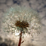 close up image of a dandelion