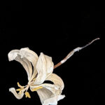 Cream flower against a black background.