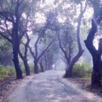 tall trees planted along dirt path on bright day