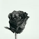 Black and white photo of a rose with water droplets on the petals.