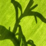 Art of a shadow of flowers on a background with texture of a leaf