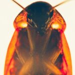 A close up image of a cockroach's head and body