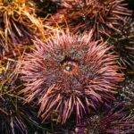 Closeup of a sea urchin among ocean floor surrounded by fellow sea urchins.