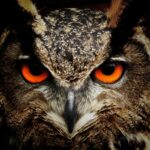 Close-up photograph of a brown owl's face showing striking orange eyes.