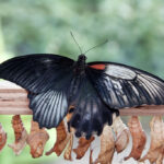 Alt text: "A black butterfly with white and orange markings rests on a wooden railing above a row of brown chrysalises hanging from the same surface